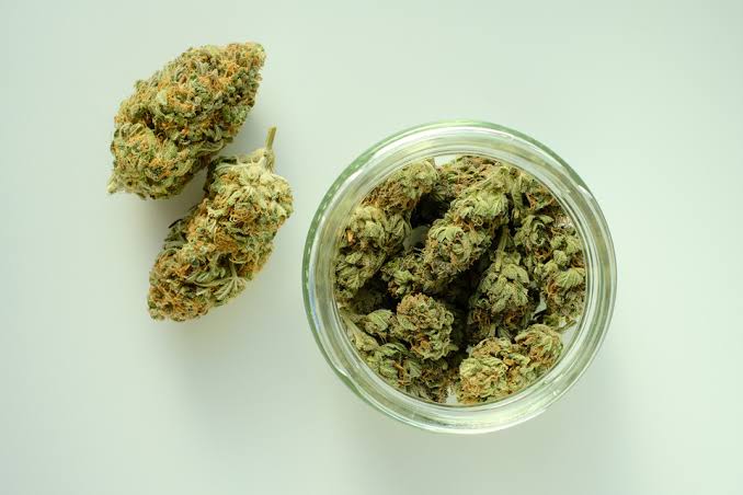 Greenhouse Bud
