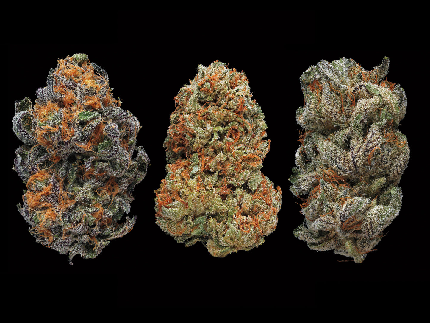 BRAND NEW Strain Launch Variety