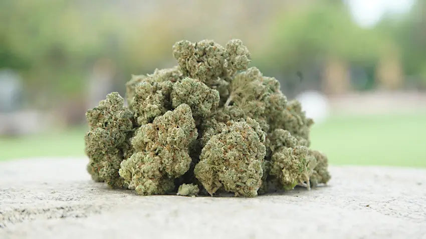 Greenhouse Bud