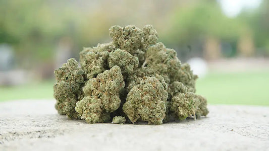Greenhouse Bud